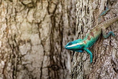 Close-up of lizard on tree trunk