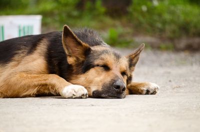 Close-up of dog sleeping outdoors