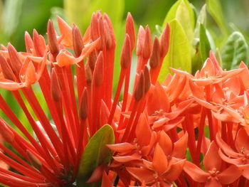 Close-up of red flowers