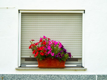 Flowers growing on window of house