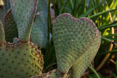 Close-up of succulent plant