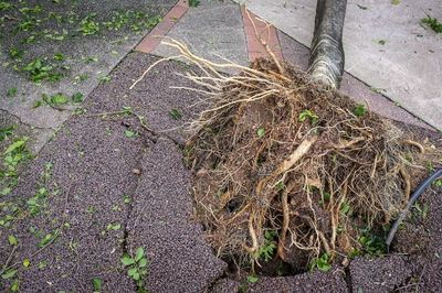 High angle view of grass