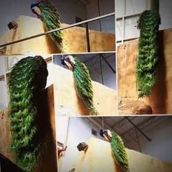 Low angle view of potted plants on wall