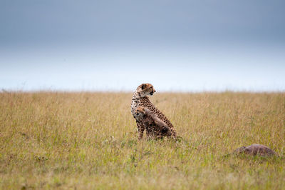 Cheetahs on grass