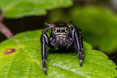 Close-up of spider on leaf