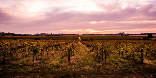 Scenic view of field against sky during sunset