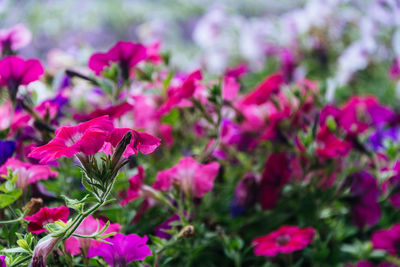 Close-up of pink flowering plants