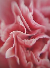 Close-up of pink rose flower