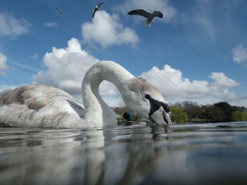 Seagull flying over water