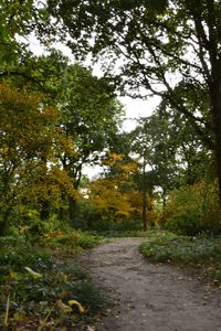 Narrow footpath along trees