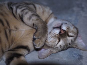 Close-up of two cats sleeping