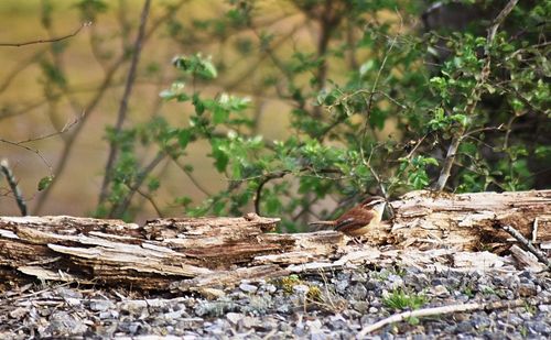Close-up of tree stump