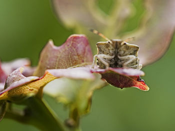 Close-up of flower on plant