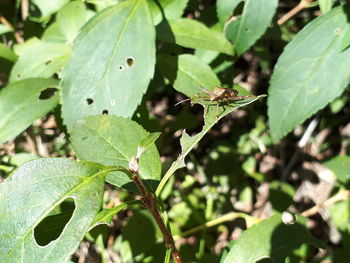 Close-up of butterfly on plant leaves