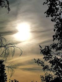 Low angle view of silhouette trees against sky during sunset