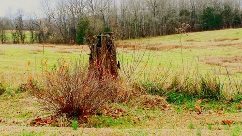 Scenic view of grassy field