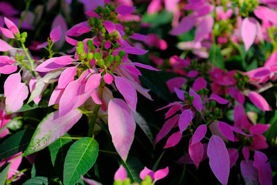 Close-up of pink flowering plant