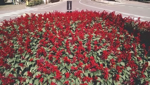Red flowers growing on tree