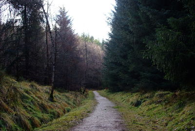 Road amidst trees in forest