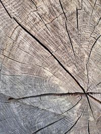 Full frame shot of tree stump