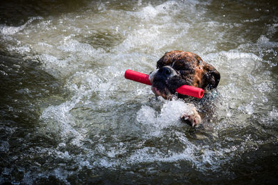 Dog swimming in water