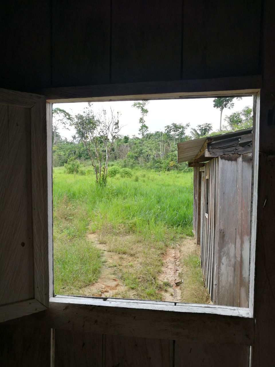 tree, green color, growth, window, no people, built structure, day, plant, nature, outdoors, greenhouse, architecture