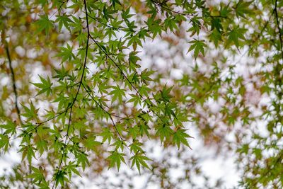 Close-up of white flowering plant