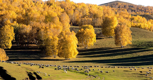 High angle view of sheep on field against autumn trees