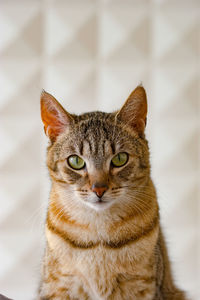 Close-up portrait of tabby cat