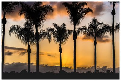 Silhouette palm trees against sky during sunset