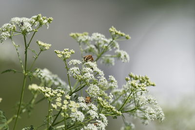 Close-up of bee pollinating flower