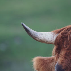 Cow horn, brown cow in the meadow