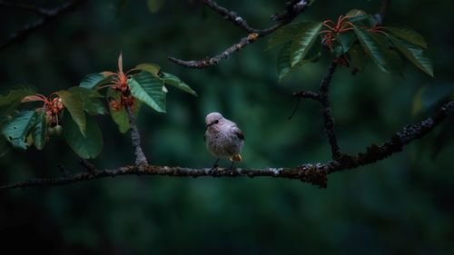 Bird perching on branch