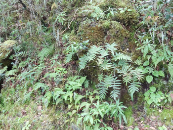 Close-up of plants