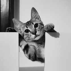 Close-up portrait of a cat