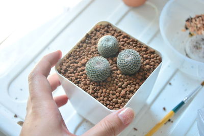 Cropped hand of woman planting cactus in flower pot