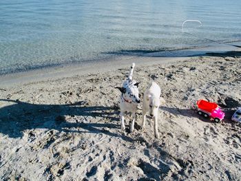 Dogs playing on the beach 
