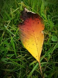 High angle view of autumn leaf on grass