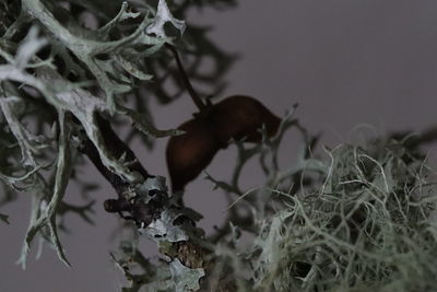 Close-up of lizard on tree