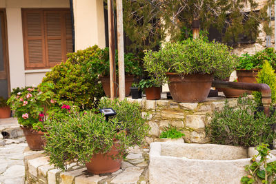 Potted plants outside house