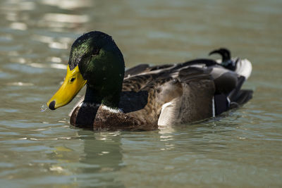 A male mallard duck floating peacefully in a pond.