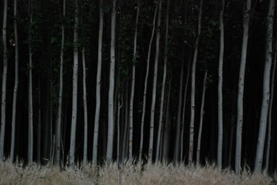 Pine trees in forest