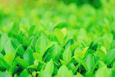 Full frame shot of plants growing on field