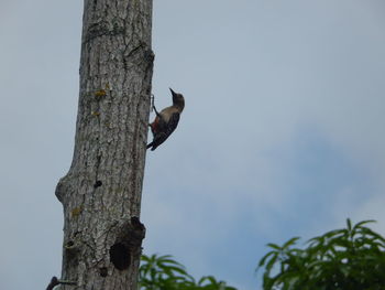 Bird perching on tree against sky