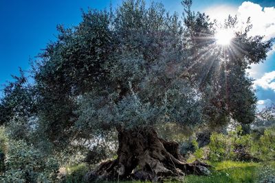 Low angle view of trees against sky