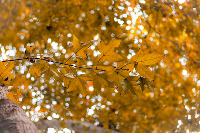 Close-up of yellow maple leaves on tree