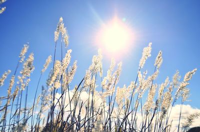 Low angle view of fresh plants against sky