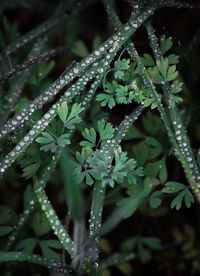 Close-up of wet plant during rainy season