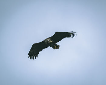 Low angle view of eagle flying in sky