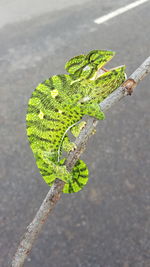 High angle view of plant on road